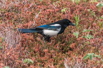 Black-billed Magpie (Pica hudsonia) at Chowiet Island, Semidi Islands, Alaska, USA