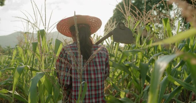 Slow motion back view of an Asian woman farmer walking in a corn field that is blooming, carry the hoe she had finished weeding and going back home in the evening at sunset time.