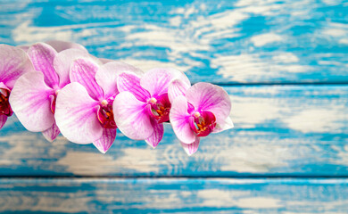 Obraz na płótnie Canvas A branch of purple orchids on a blue wooden background 