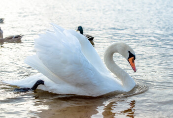 Swans swim in the lake
