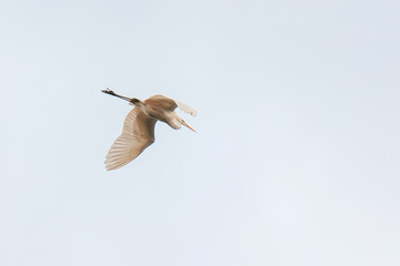 Czapla biała ( Ardea alba ) 