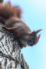 Wiewiórka ( Sciurus vulgaris ognevi )
