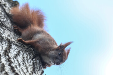 Wiewiórka ( Sciurus vulgaris ognevi ) © Szymon