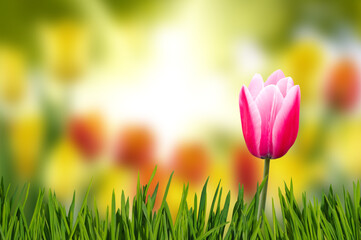 Image of a red tulip against a blurred field of tulips