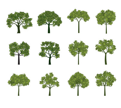 Set of spring Trees. Vector Illustration.
