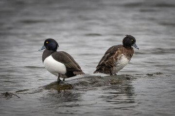 Male and female Tufted ducks