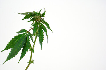 Fresh cannabis leaf or marijuana on white background. Nature, medicine concept and layout of a frame made of cannabis leafs.