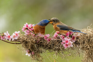Male Bluebird Feeding Female Bluebird while perched on a branch with cherry blossoms and Spanish Moss