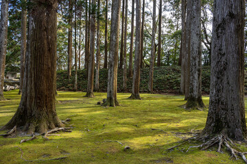 飫肥城跡 - 旧本丸跡 - 飫肥杉林