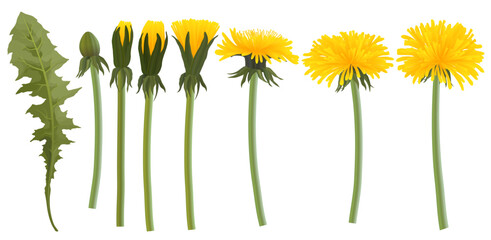 Realistic yellow dandelion flowers, buds and leaves vector set