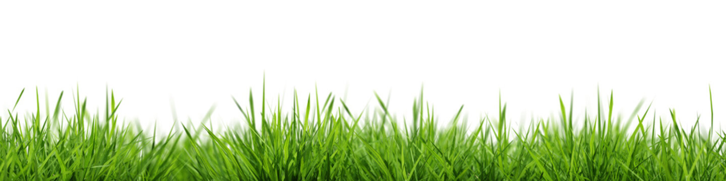Grass background seamless horizontally. Selective focus. Closeup of green grass isolated on transparent background, can be used on different backgrounds. 3D render.