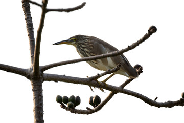 a  heron standing on the branch, solid white background