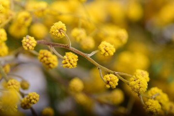 Yellow mimosa flowers background