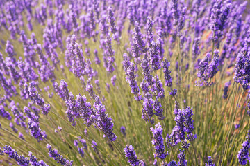 Fototapeta na wymiar Purple expanse: a field of lavender in full bloom