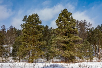 Winter landscape with large pine trees in the foreground against a blue sky with white clouds