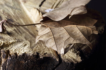 DRY LEAF ON A PIECE OF RAW WOOD