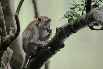 white tailed macaque