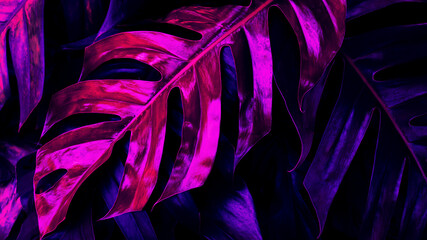 Tropical foliage, monstera plant background, neon glow color toned © pernsanitfoto