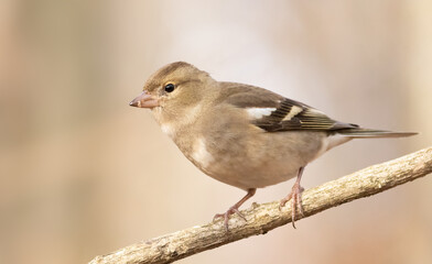 Common chaffinch, Fringilla coelebs. A female bird sits on a branch against a beautiful background