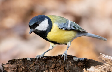 Great tit, Parus major. A bird sits on the bark of a fallen tree