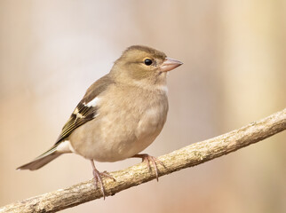 Common chaffinch, Fringilla coelebs. A female bird sits on a branch against a beautiful background