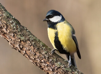 Obraz na płótnie Canvas Great tit, Parus major. Early in the morning in the forest, a bird sits on a branch