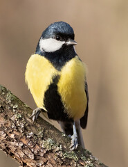 Great tit, Parus major. Early in the morning in the forest, a bird sits on a branch