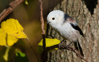 Long-tailed tit, Aegithalos caudatus. A bird sits on a tree branch