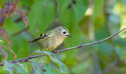 Goldcrest, Regulus regulus. A bird sits on a tree branch