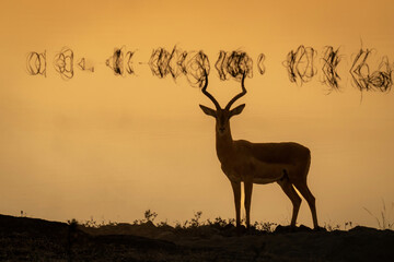 Common impala stands by river at sunset