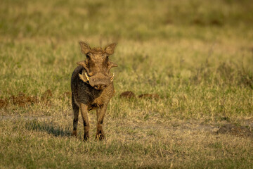 Common warthog stands facing camera casting shadow