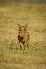 Common warthog stands facing lens on grass