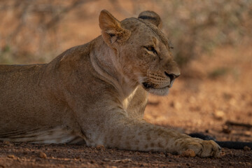 Close-up of lioness lying beneath shady tree