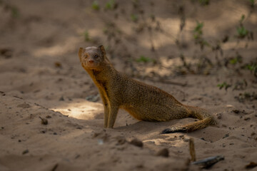 Common slender mongoose on track eyeing camera