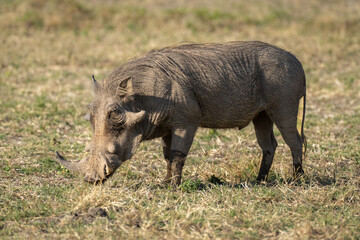 Common warthog stands in grass in sunshine