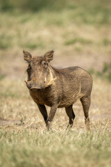 Common warthog stands in sunshine eyeing camera