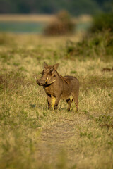 Common warthog stands watching camera on track