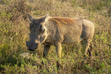 Common warthog stands in grass eyeing lens