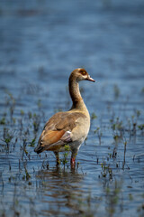 Egyptian goose stands in grassy, sunlit shallows