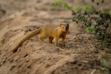 Common slender mongoose on track watching camera