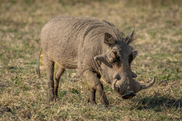 Common warthog walks on grass in sunshine