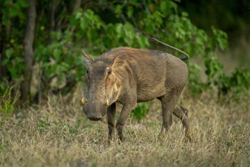 Common warthog stands watching lens in grass