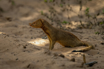 Common slender mongoose sits on shady track