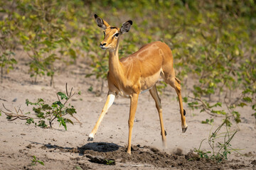 Female common impala gallops across sunny riverbank