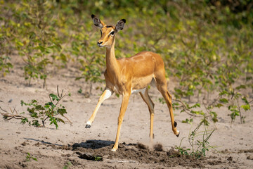 Naklejka na ściany i meble Female common impala races across sunny riverbank