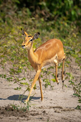 Female common impala runs across sandy riverbank