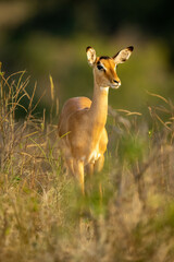 Female common impala stands in tall grass