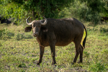 Female Cape buffalo stands staring into lens