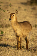 Female common waterbuck stands by sunlit bush