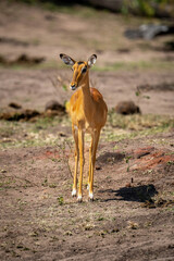 Female common impala stands looking at camera